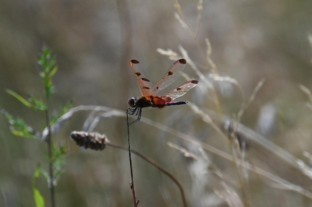 2025-08039913 Tower Hill Botanic Garden, MA.JPG - Calico Pennant Dragonfly (Celithemis elisa). New England Botanic Garden at Tower Hill, MA, 8-3-2025